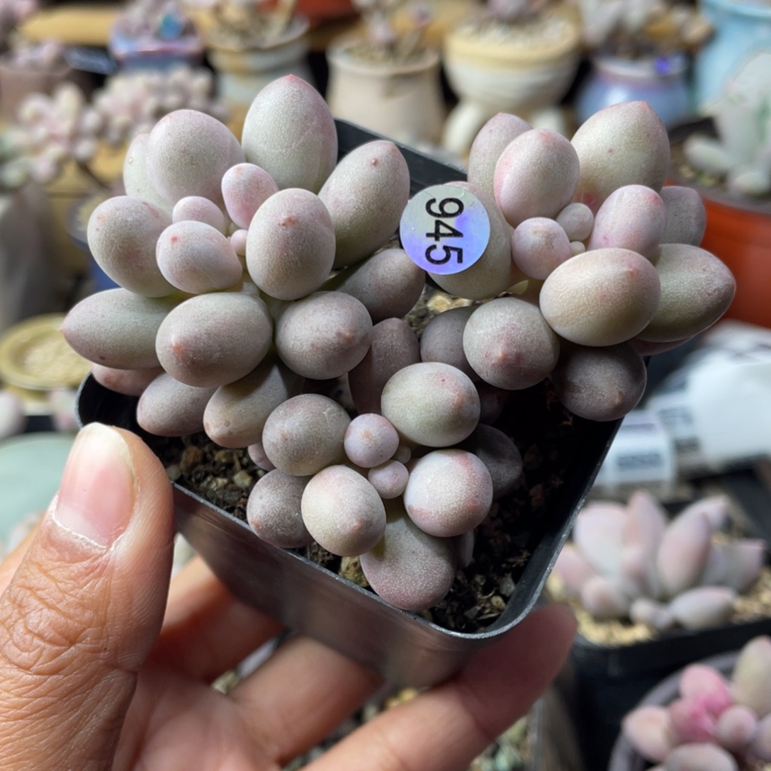 ****鱼桃花奶酪多肉植物