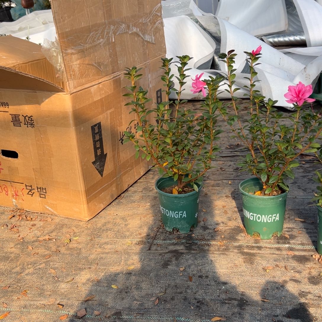 完全开放康乃馨杜鹃