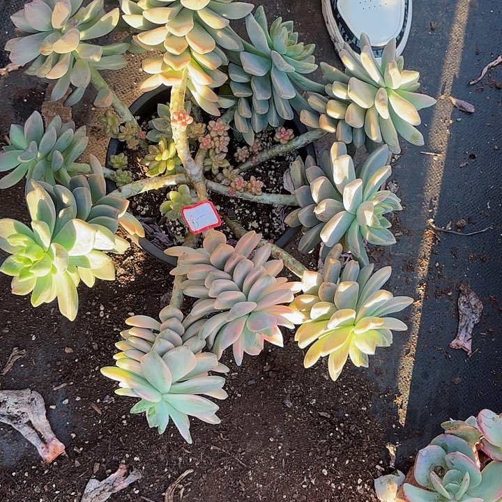 一物一拍多肉淡雪锦95号