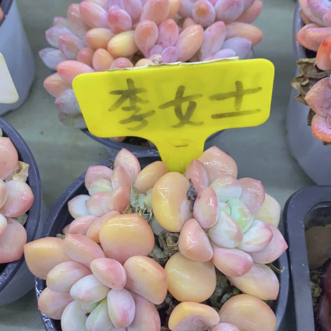 开心多肉，首播2场，一单包邮