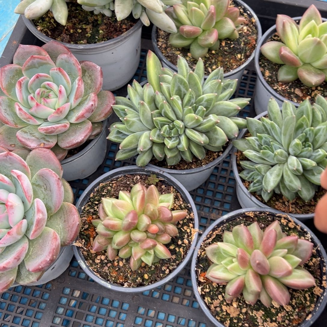 ᥫ***己一筐多肉多肉植物25