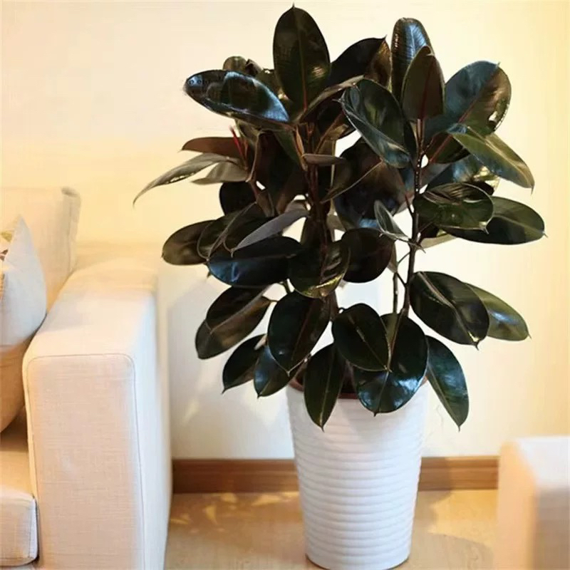 【莉莉甄选】老桩黑金刚橡皮树真绿植带新芽