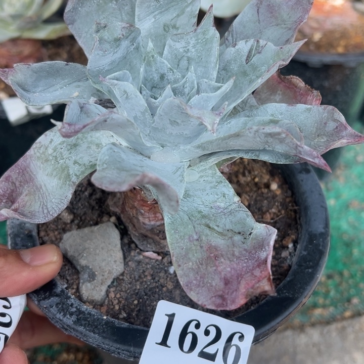 626号雪山多肉植物老庄