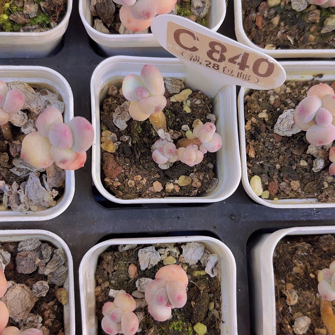 C840萤火虫一物一拍