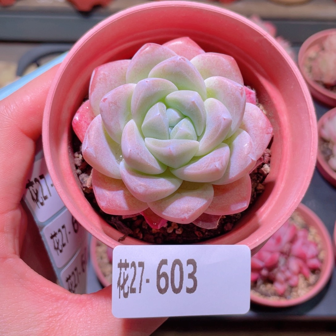 花利美27-603冰玉