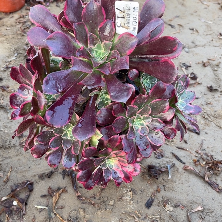 713金丝雀大手捧1