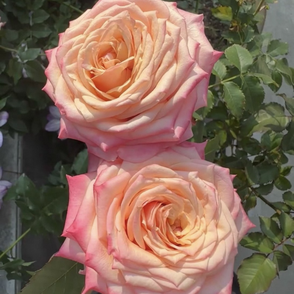 切花悠悠月季 根结苗灌木大花直立庭院阳台盆栽四季开花玫瑰花苗