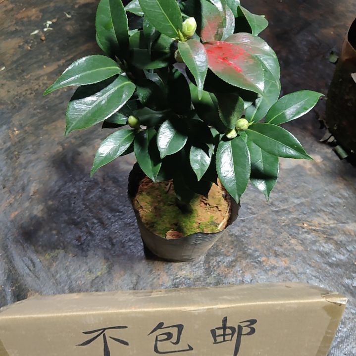 全部花苞特白桥伊不包邮