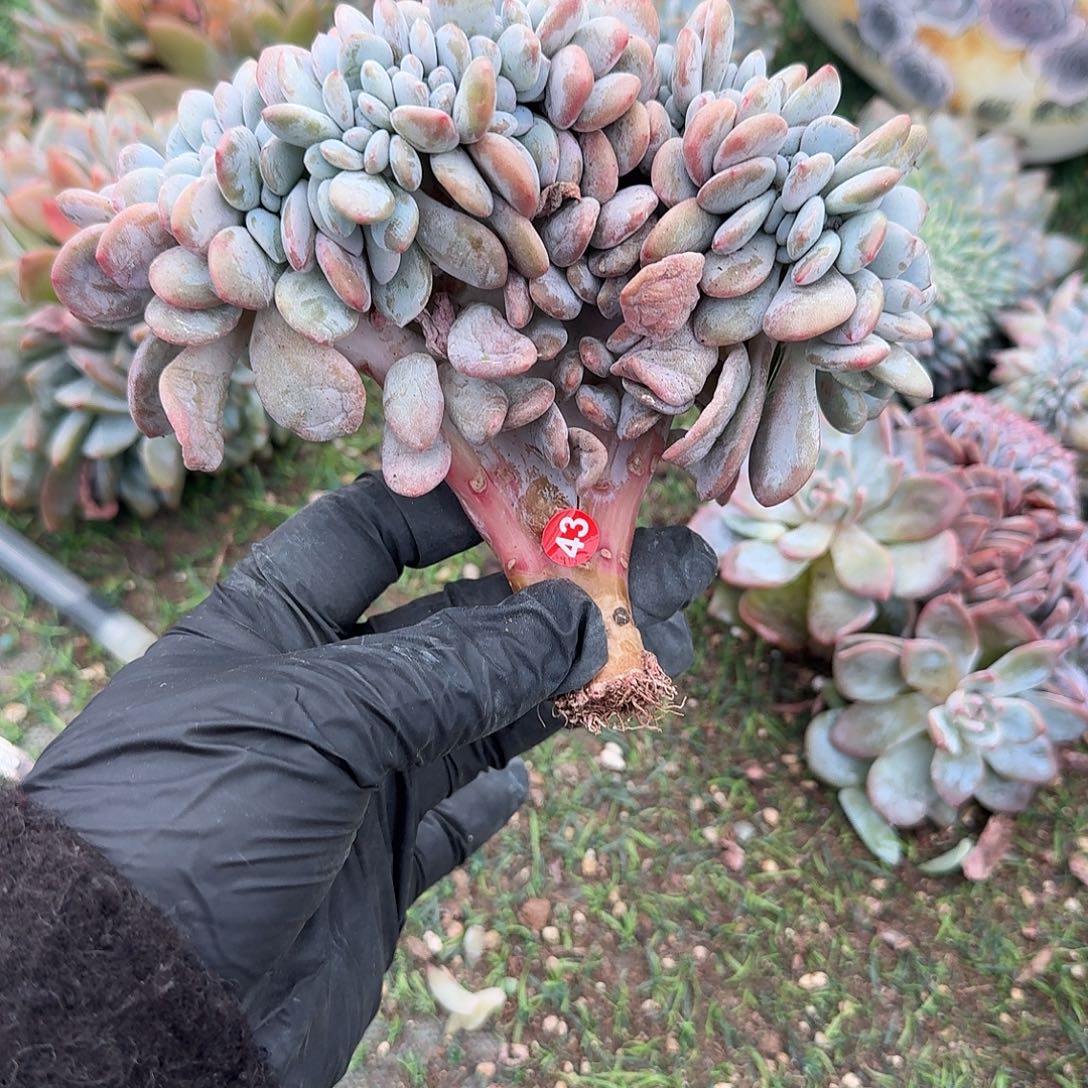 粉兔小树开播福利呀呀呀