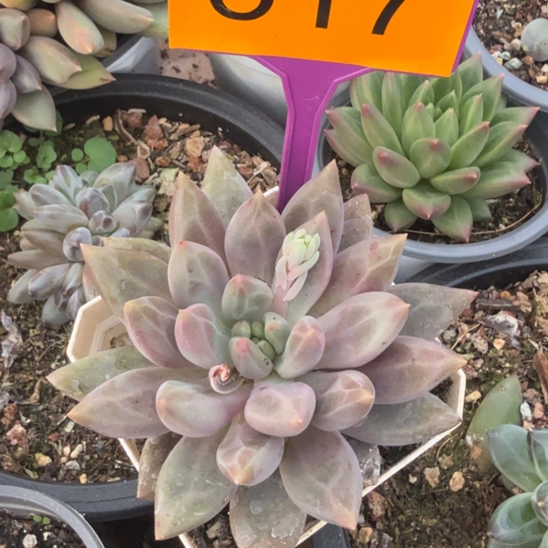 简***福福袋一物一拍517.