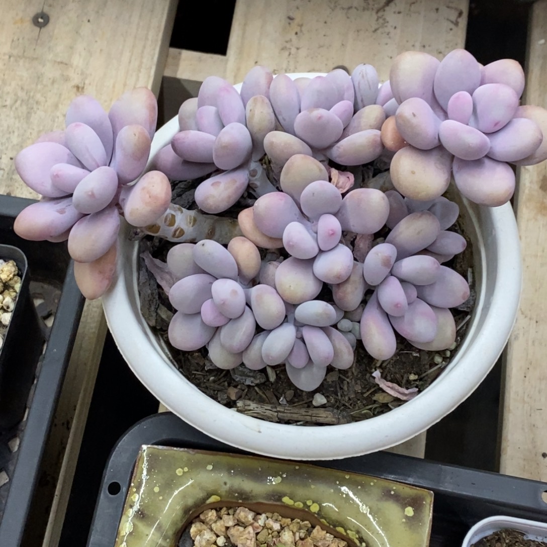 精品多肉一物一拍不包整396