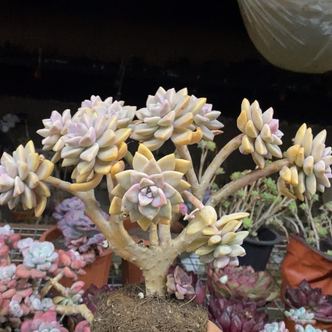 淡雪朵朵缀化大盆整桩，露养区