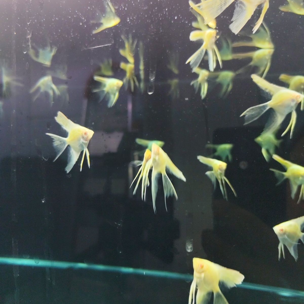 长鳍黄蜻蜓燕鱼神仙鱼观赏鱼热带鱼鱼苗