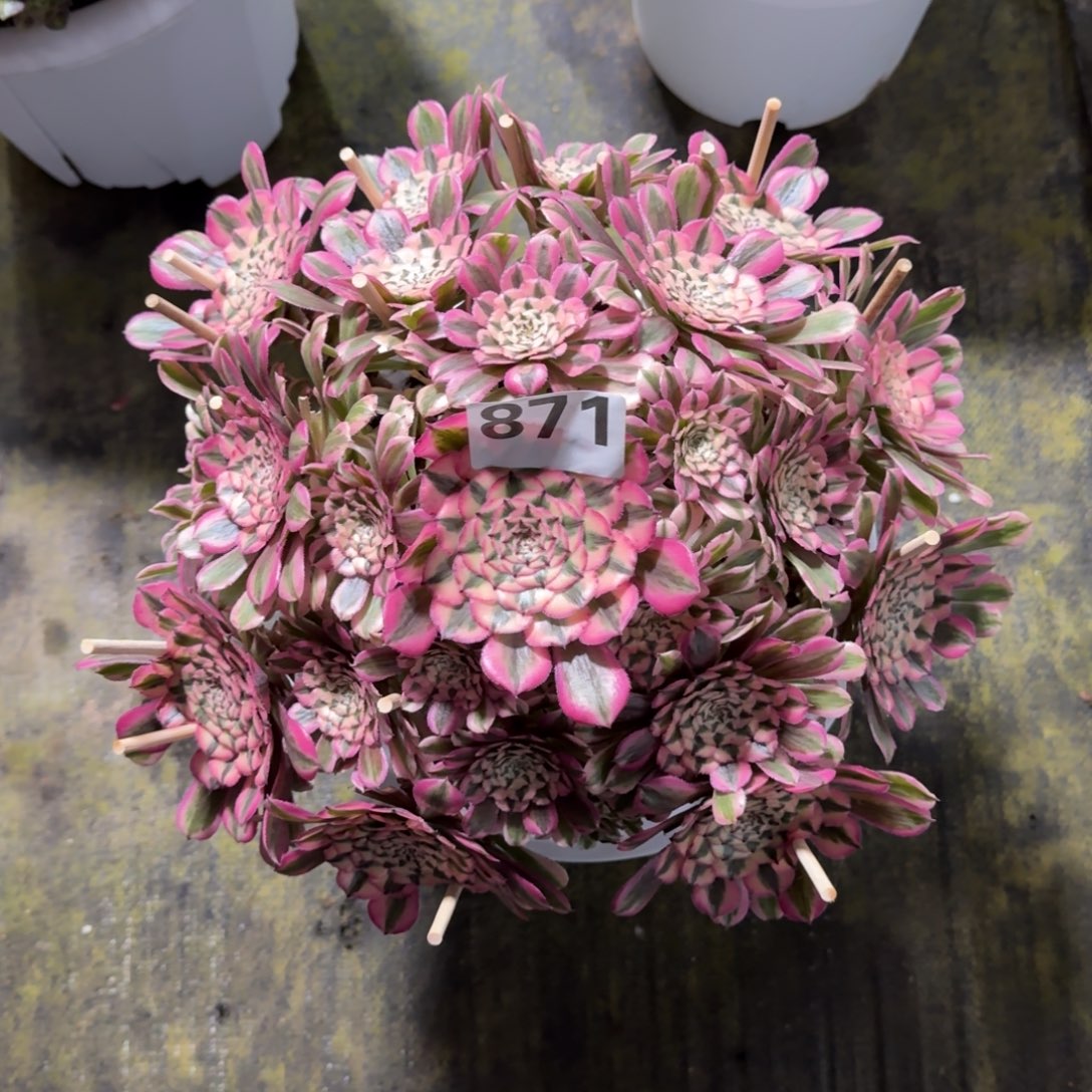 晨***悟871！粉铜白法师多肉植物