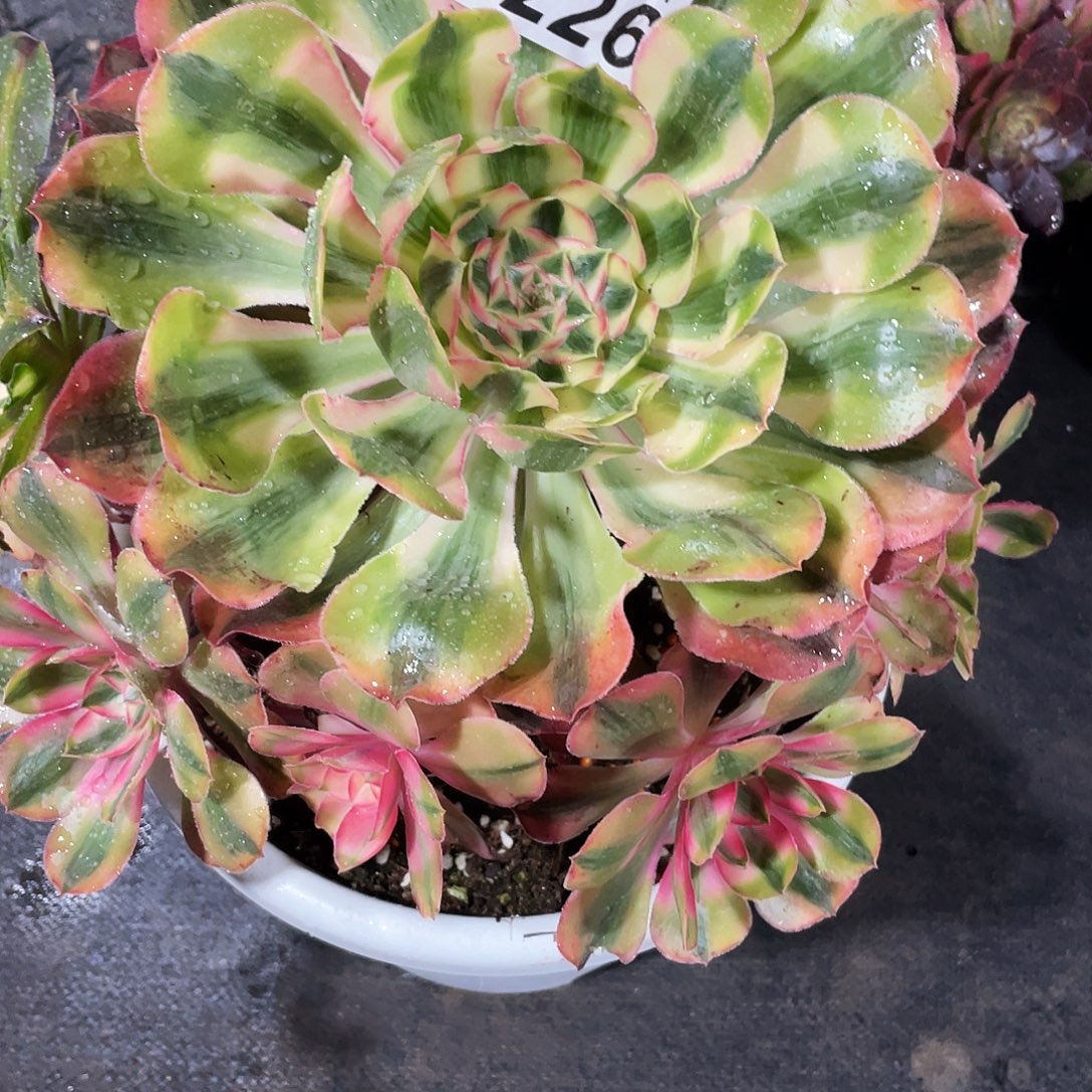 用***猫暖暖法师B226–爱丽丝108福利福利福利福利