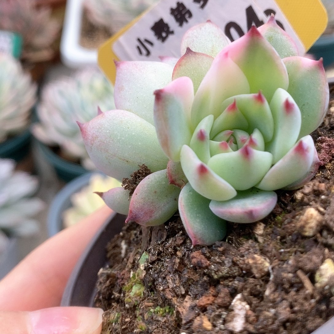 104锦锦锦锦锦锦