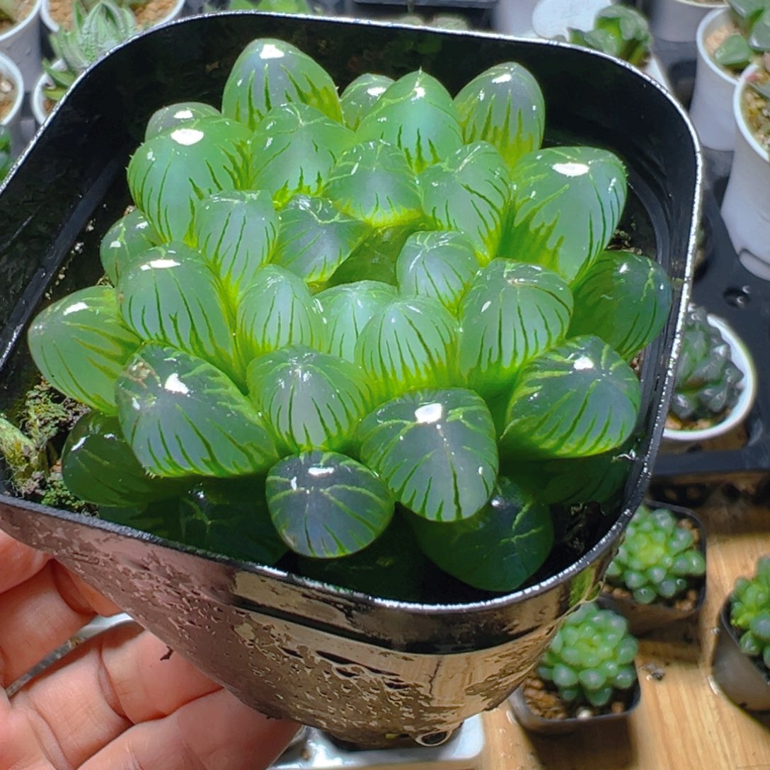 小叶冰灯玉露多肉多肉一颗