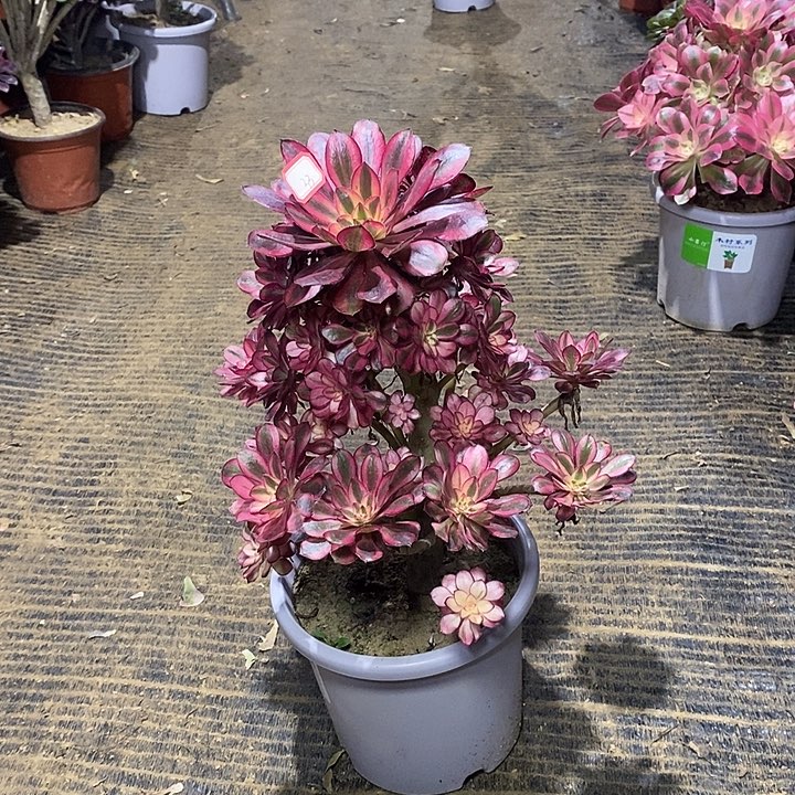 33，香奈儿法师124467889900