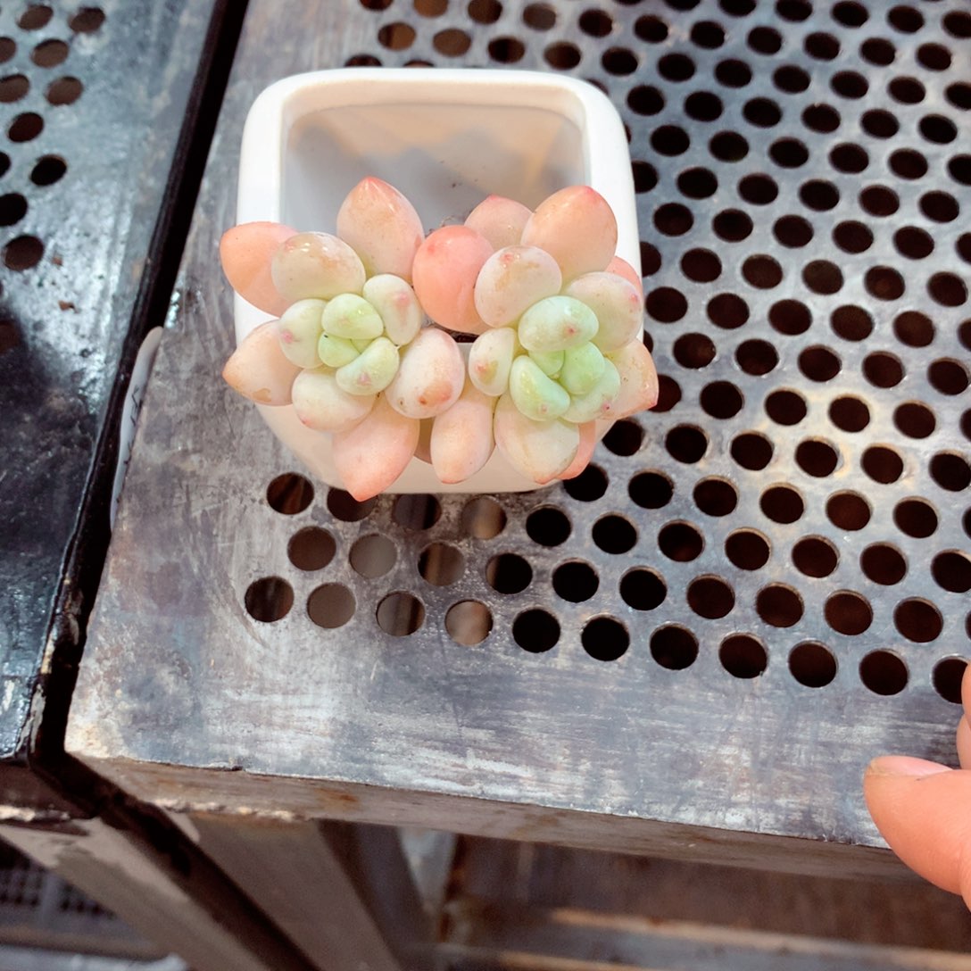 〔***i明叔精选  一物一拍  853