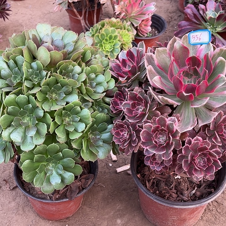 556多肉植物瑕疵特价，
