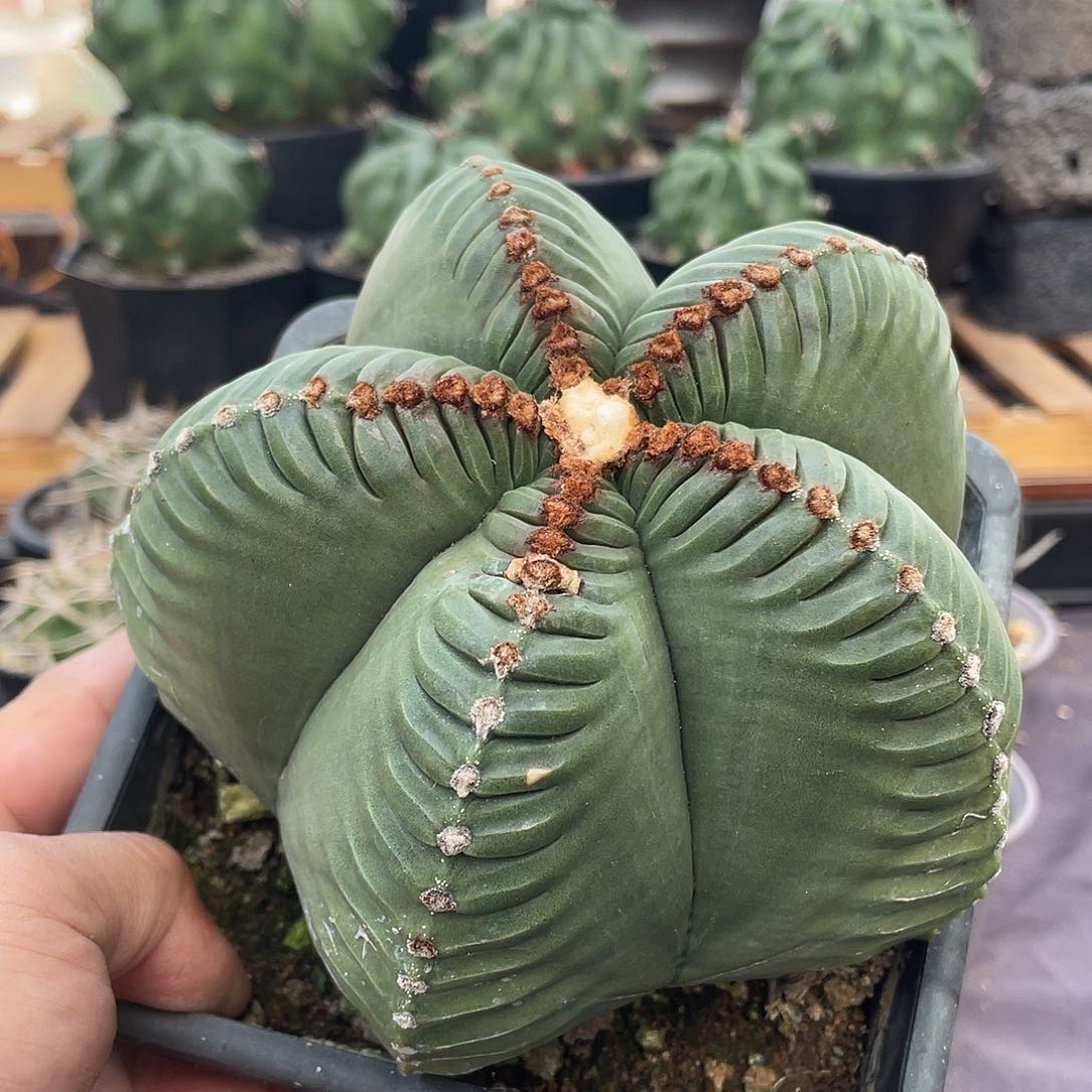 069实生根丸棱龟甲鸾凤玉