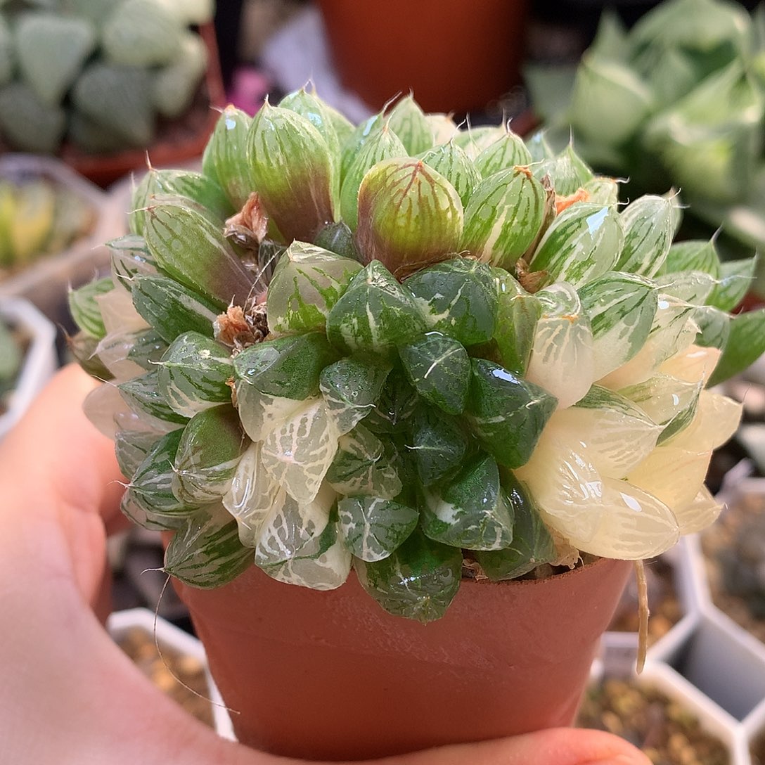 苏州玉露锦带盆特醇yul