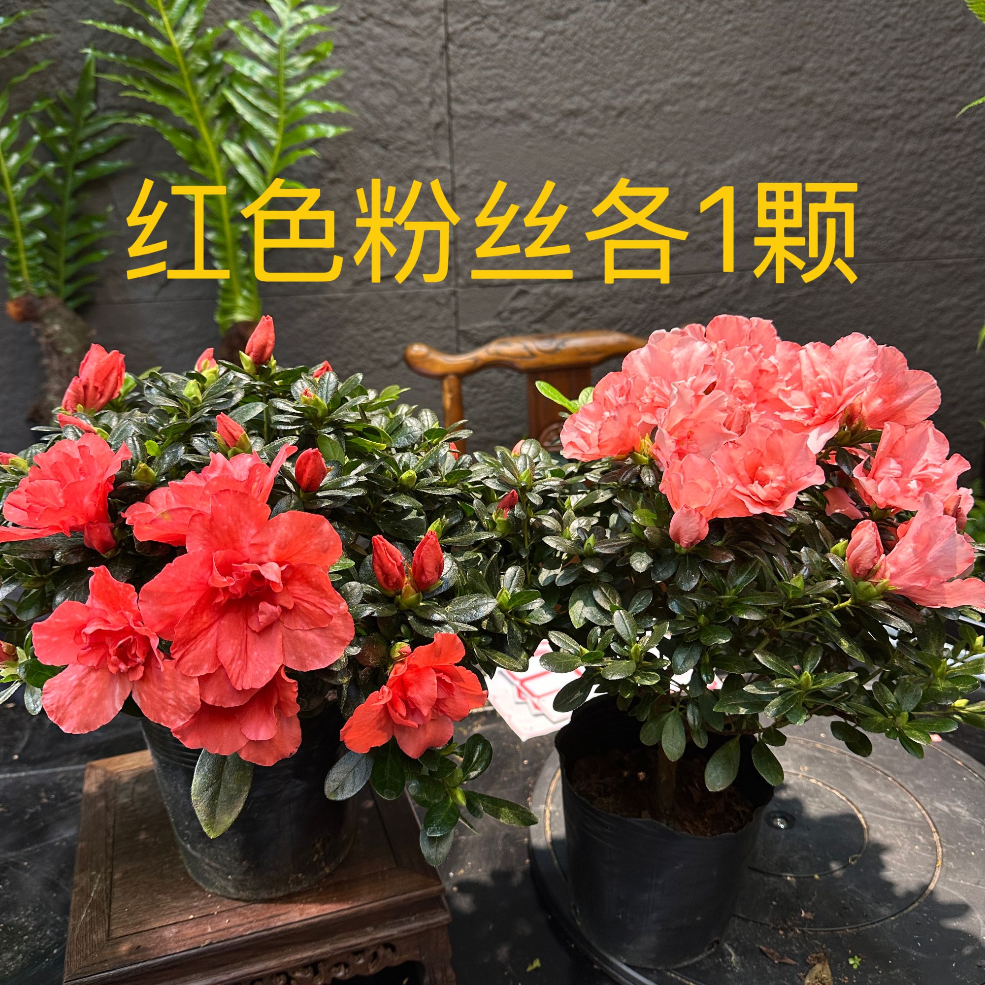 红色加粉色共两颗精选带花苞盆栽独杆老桩四季开花