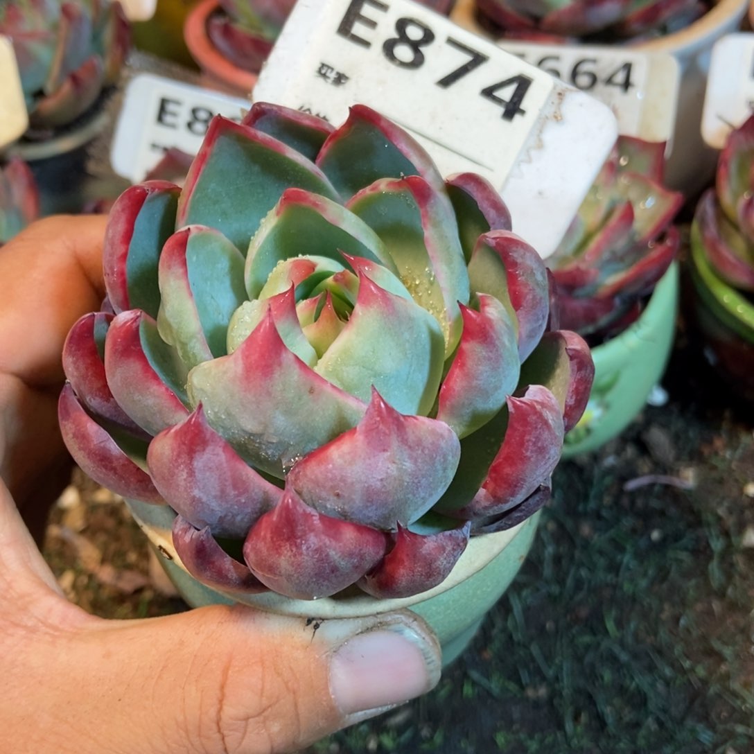 惊鸿一瞥874号楼多肉