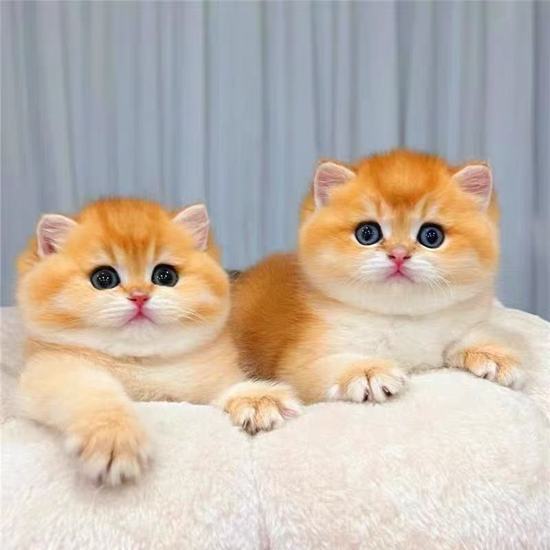 （雪梨家的猫）熊版金渐层米努特矮脚猫拿破仑专属链接