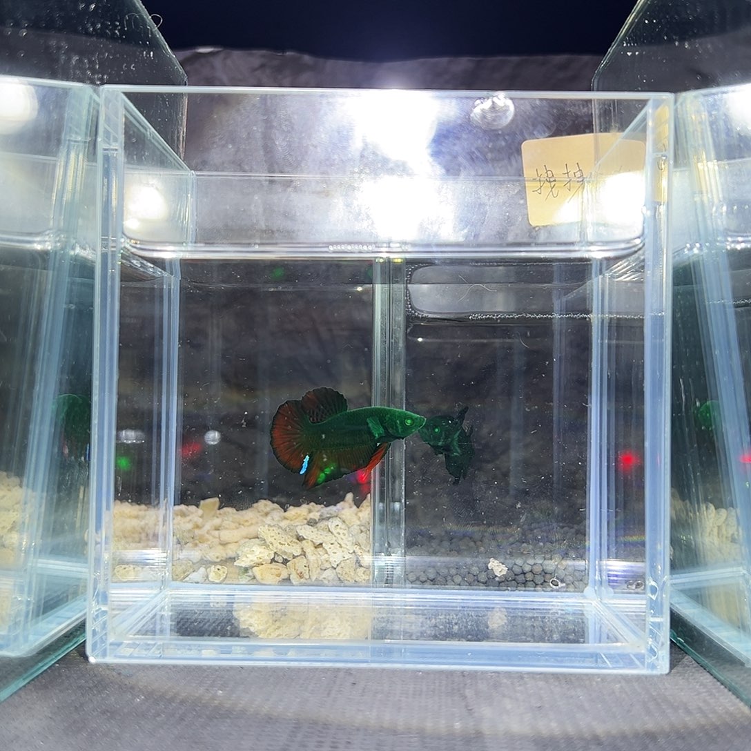 斗鱼精品精品精品精品精品