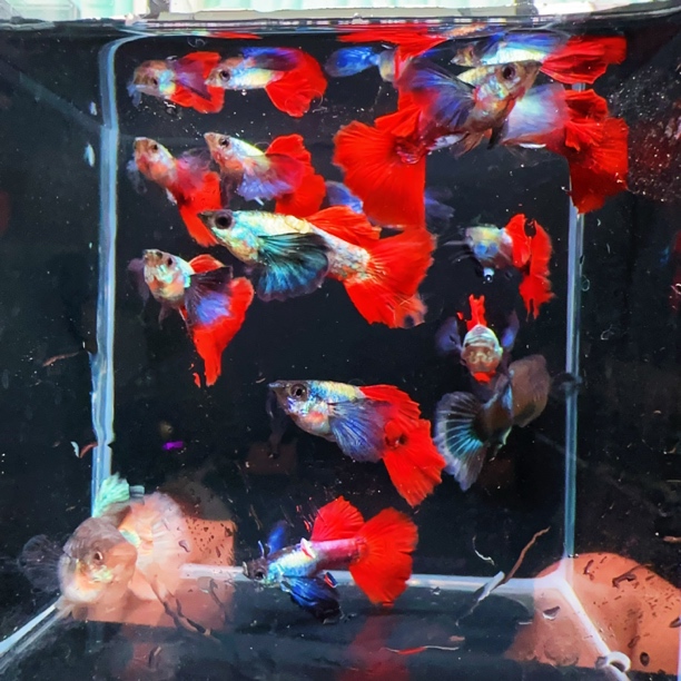 鎏金花蝴蝶种鱼（短体菊花帆）