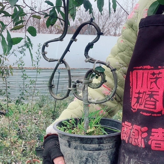 无花朵金弹子福。   