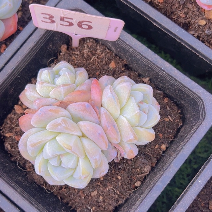 健健康康平平安安