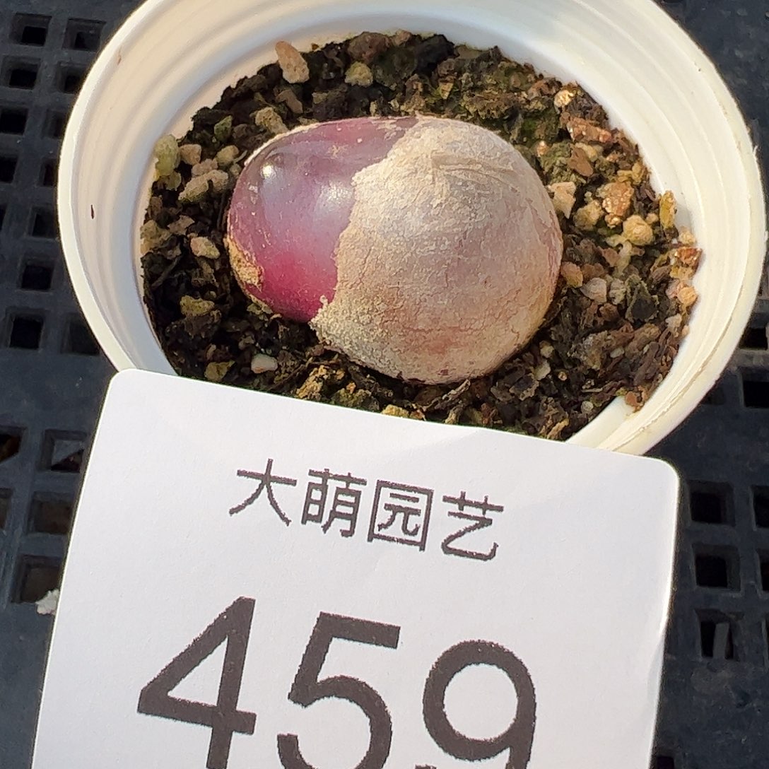 一物一拍带盆土发。  459