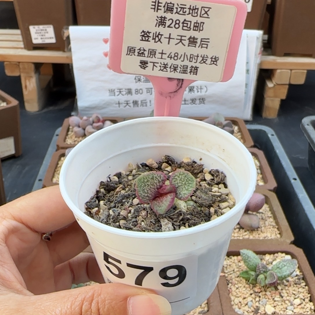 P***0579实生多肉植物多肉