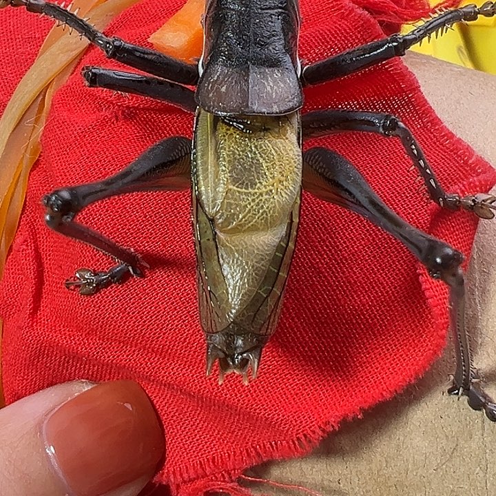 鸣虫虫具一个包邮