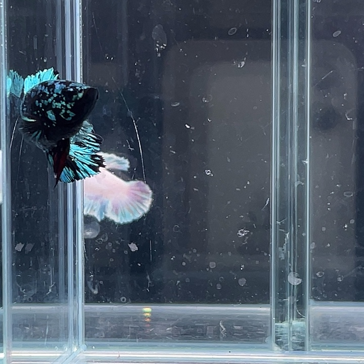 斗鱼活体不退不换谢谢