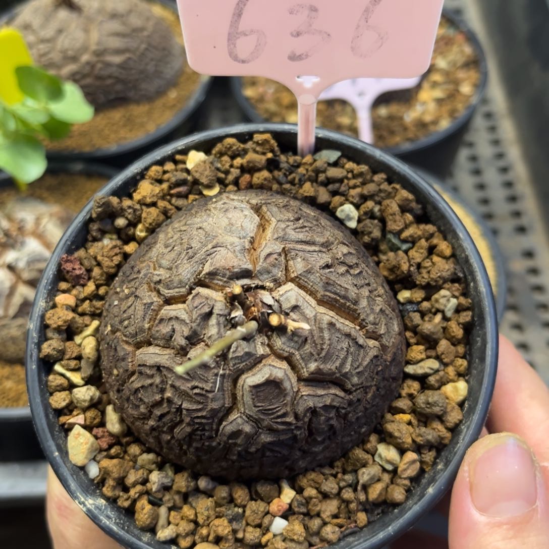 636龟甲龙578665568