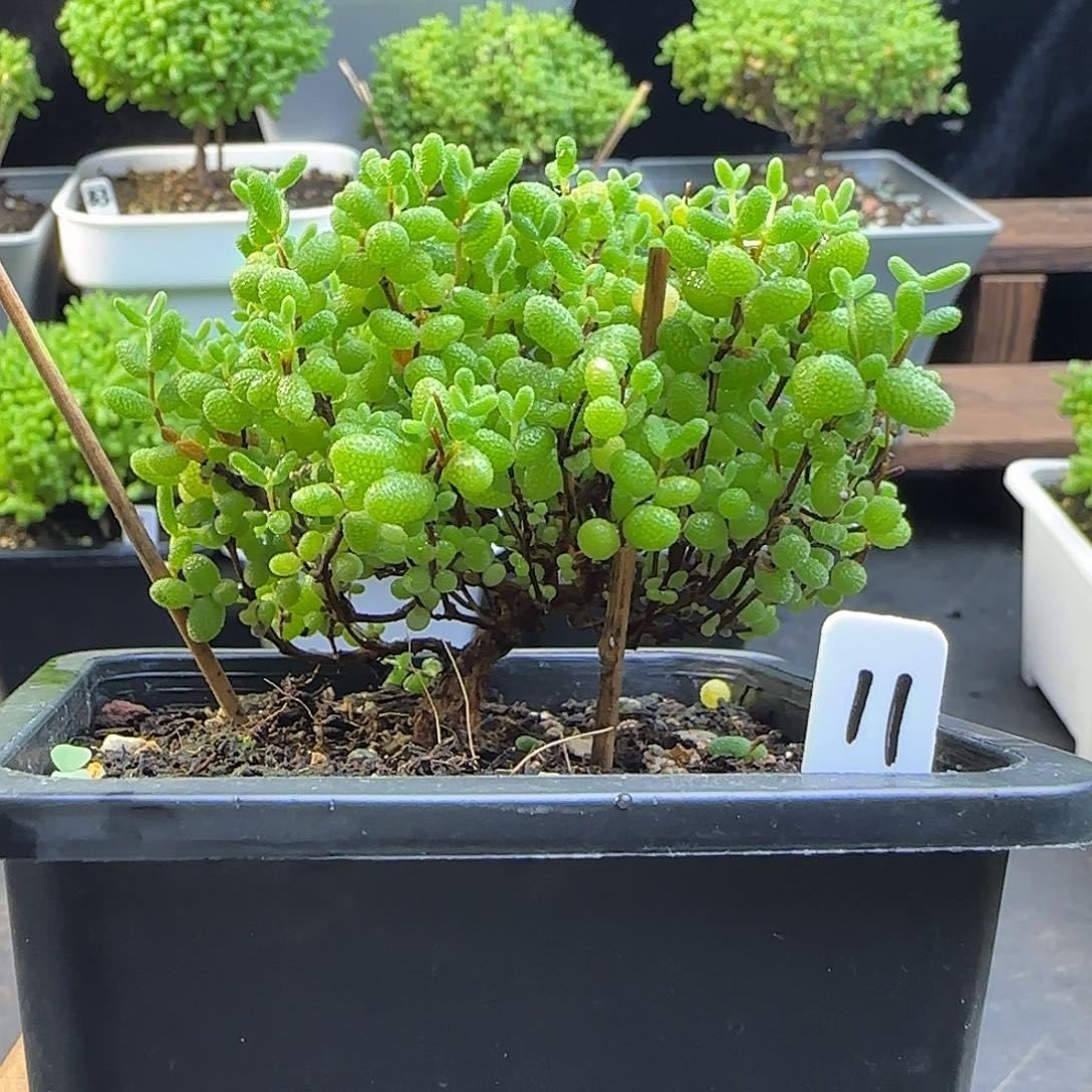 蜜橘糖球一物一拍