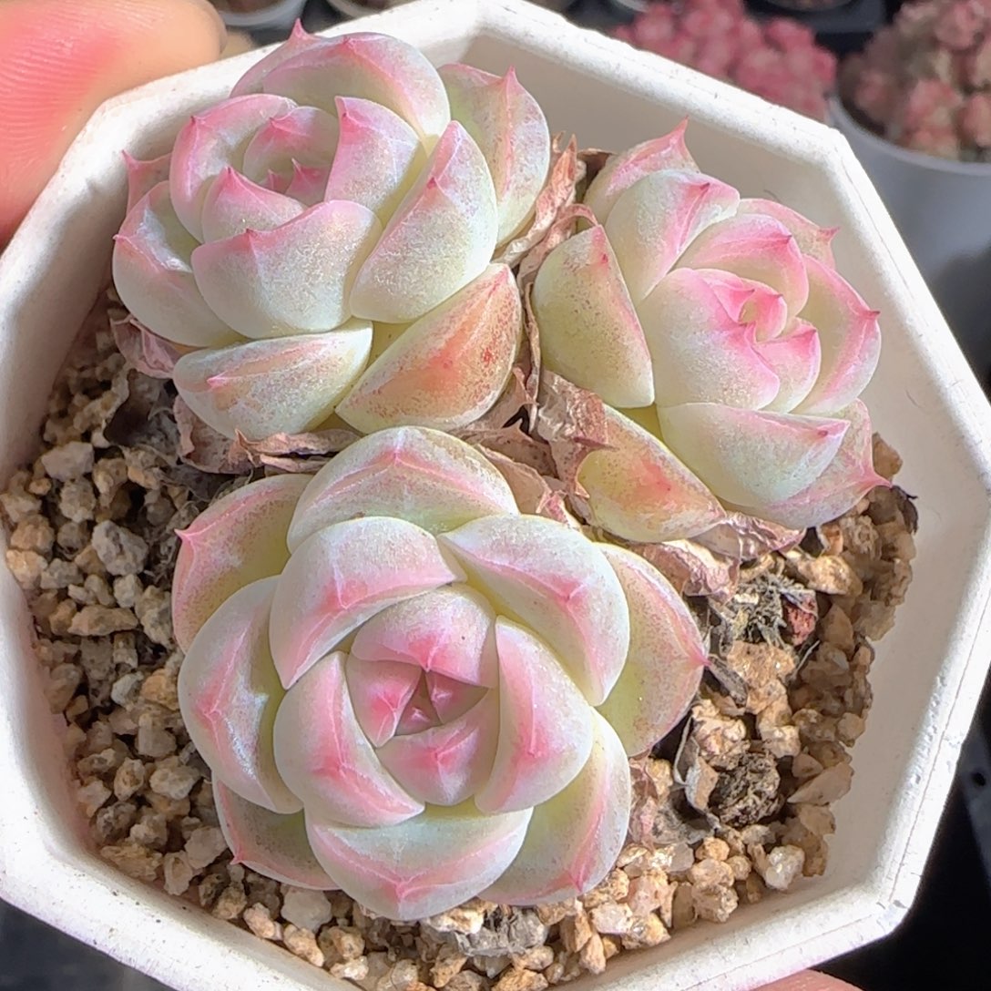 多肉1228-112月影糖心