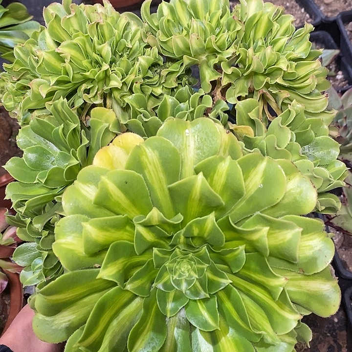 多肉植物保护研究所