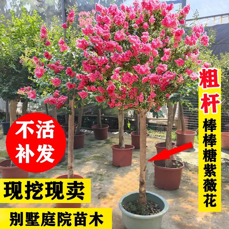 红紫薇树苗庭院花卉大苗植物室外红紫薇花苗别墅绿化盆栽四季开花