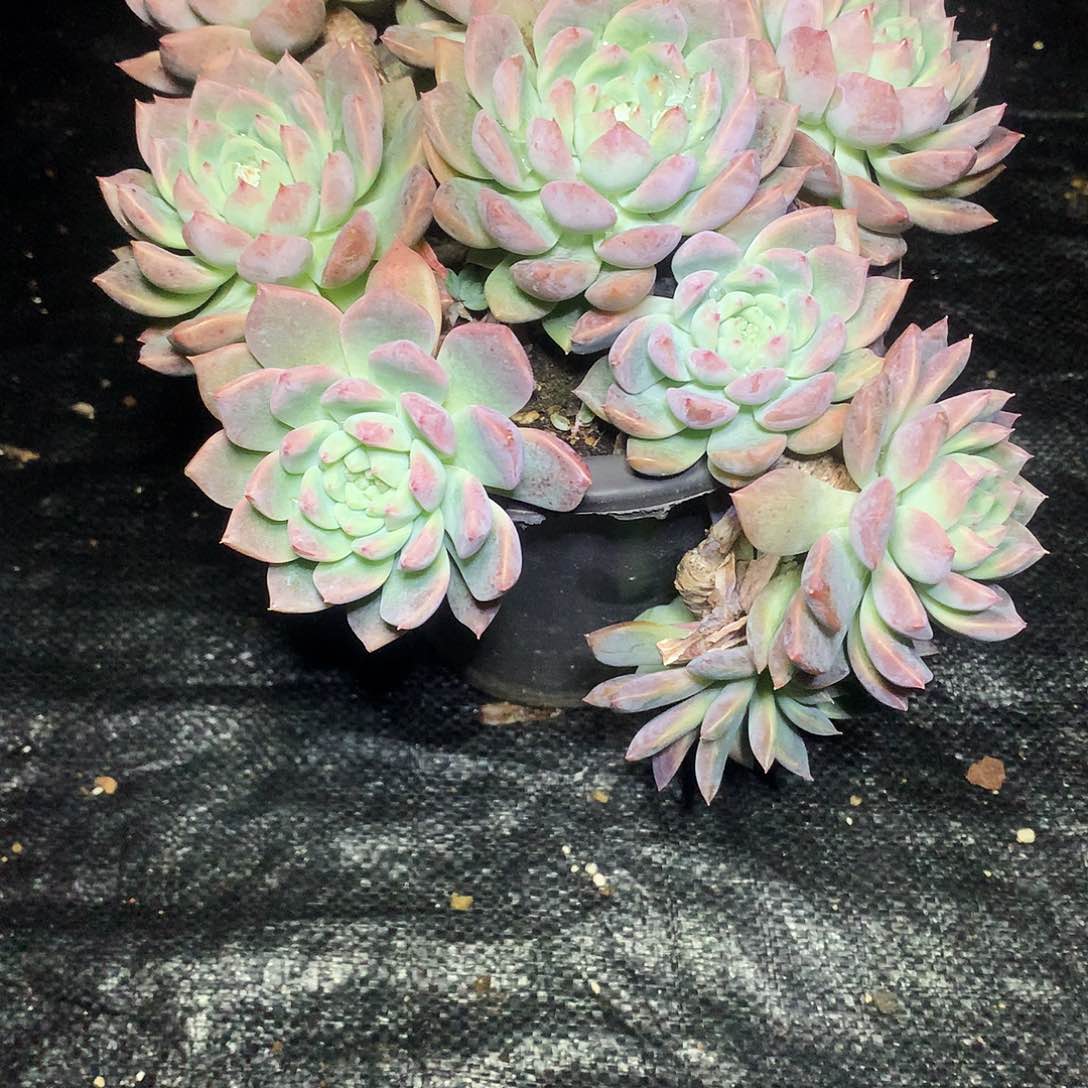 霜花一物一拍6.122