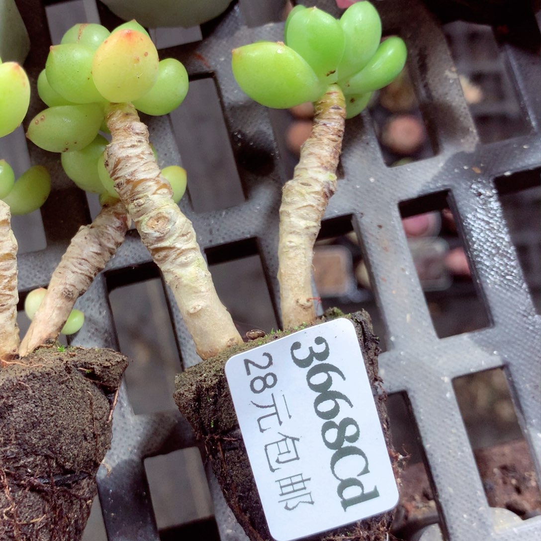 5厘米盆精控多肉3668