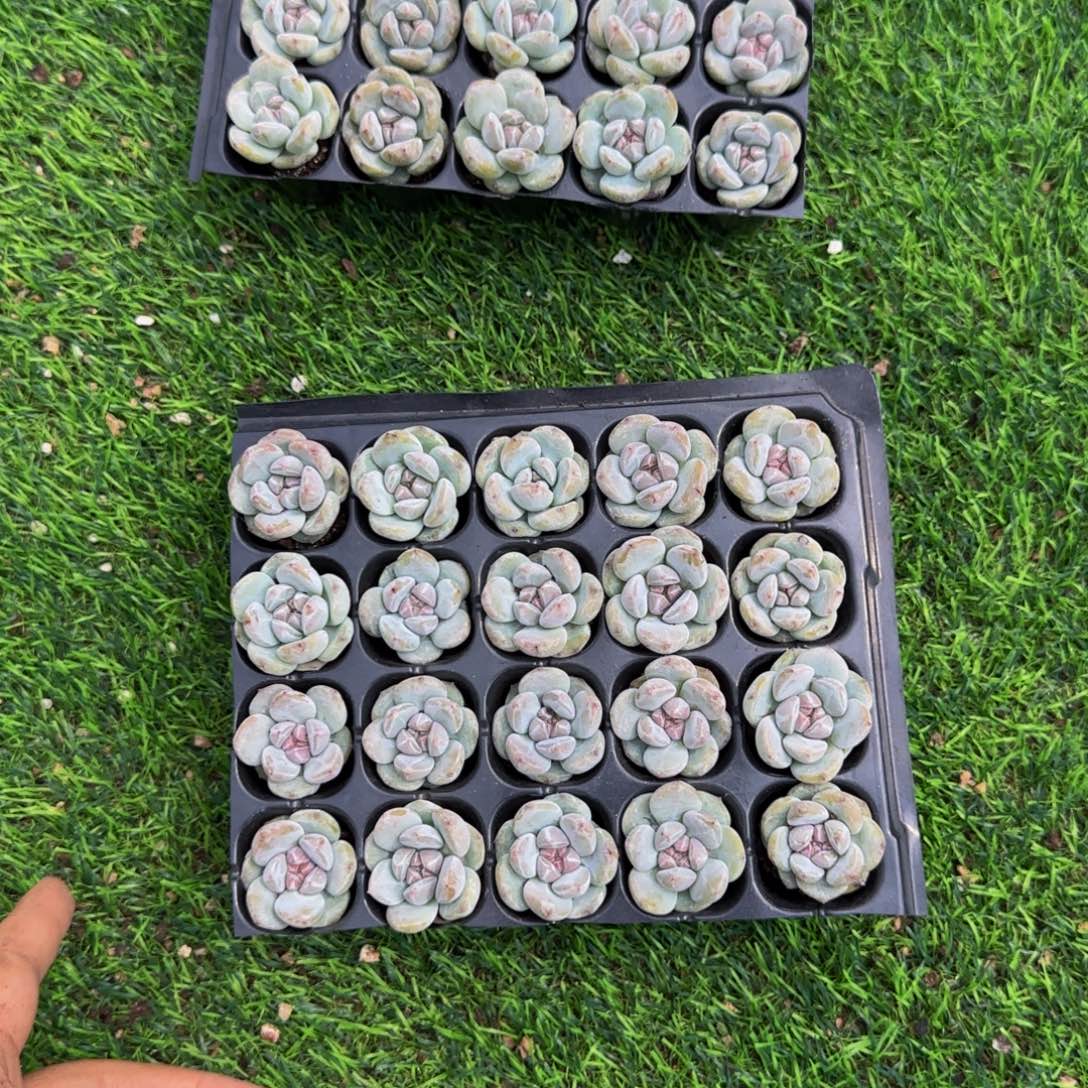 ✮***࿐20颗一组紫皮石榴籽穴盘