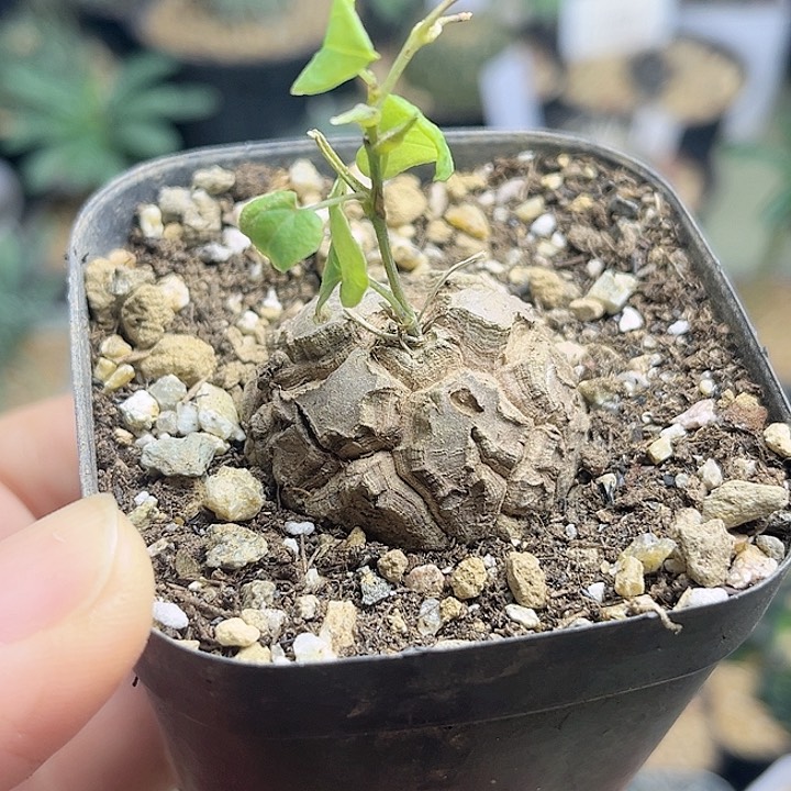 龟甲龙实生足球龟3.2公分