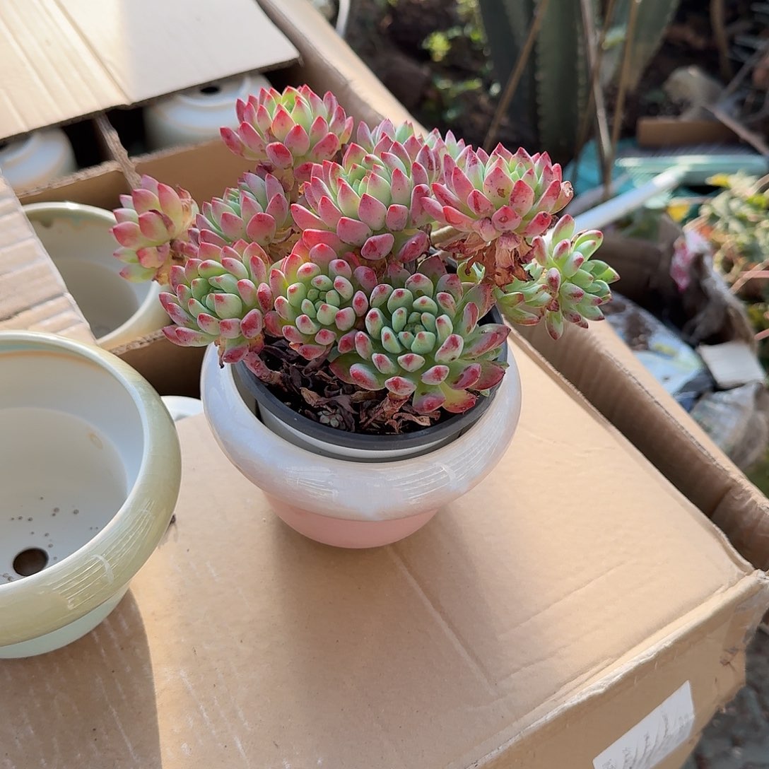 蓝苹果带盆多肉植物