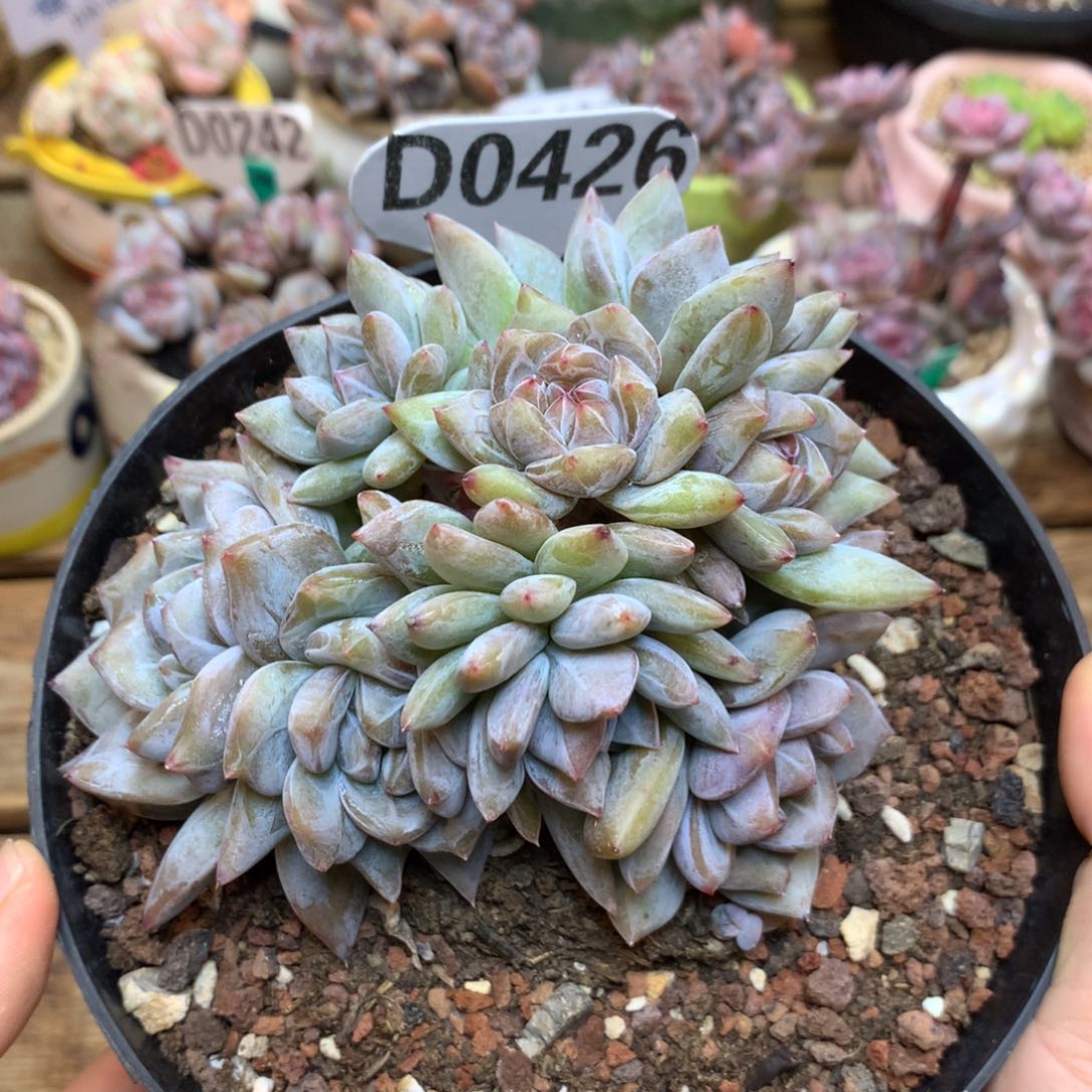 D0426 星影10头 福利