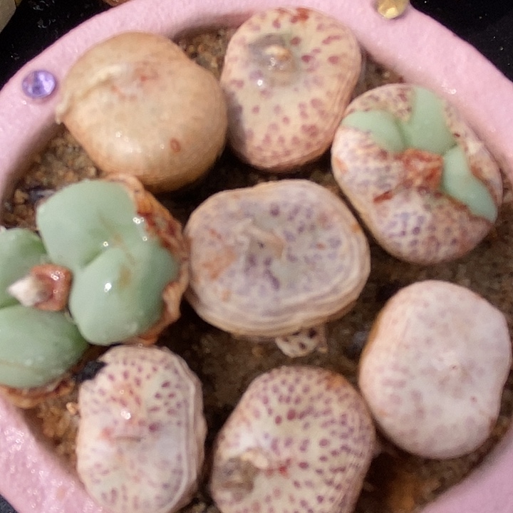 大型脱双紫花饼一颗