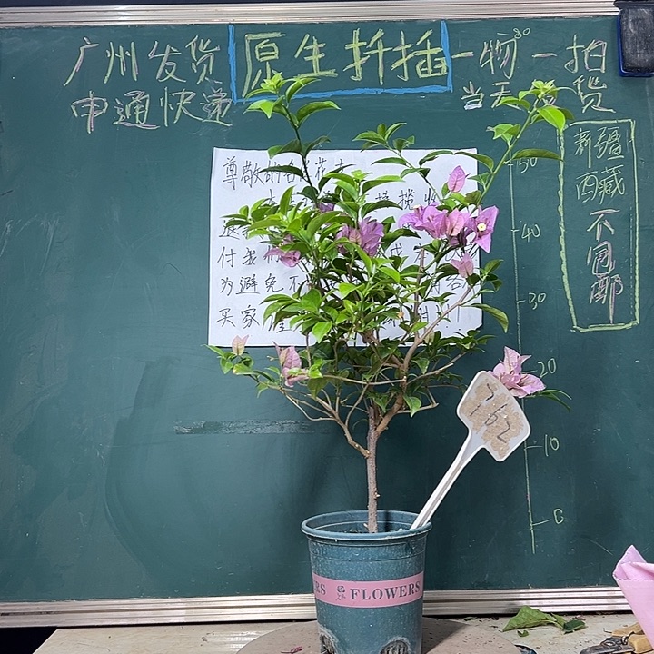 完全开放 巴西紫  762